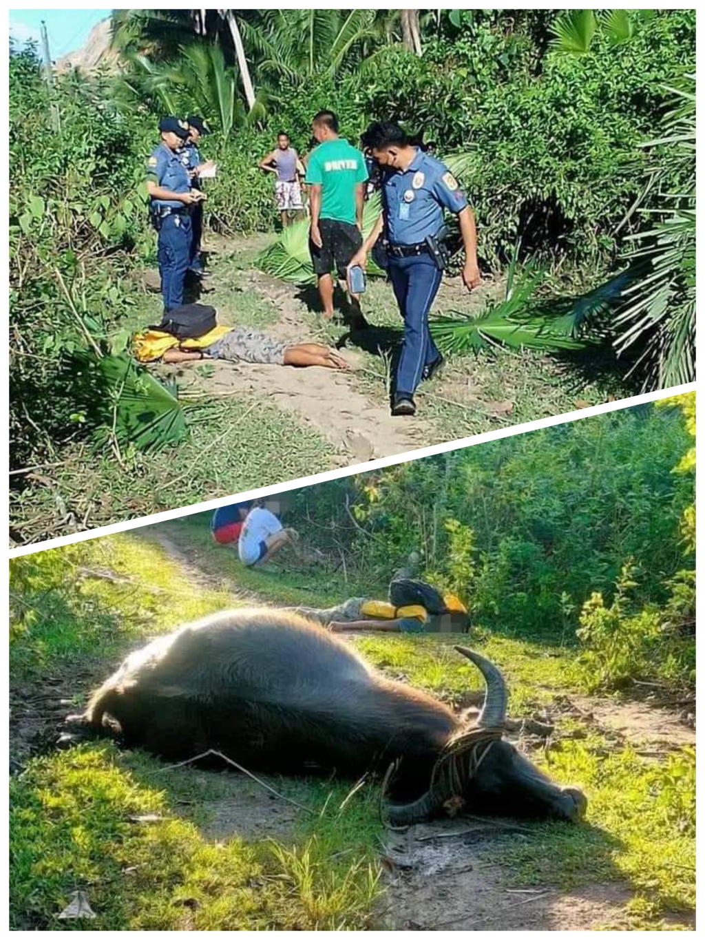 A CARABAO AND HIS OWNER, DEAD AFTER ELECTROCUTED IN CAMARINES SUR
